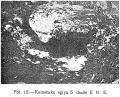 Trikuharria induskatua (Aranzadi, Barandiaran eta Eguren 1921)