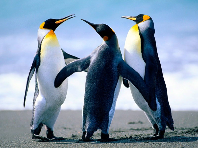 Fitxategi:Penguins.jpg